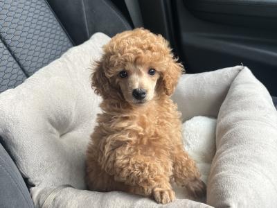 Minature Poodle for stud🧡