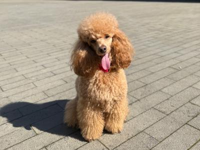 Minature Poodle for stud🧡