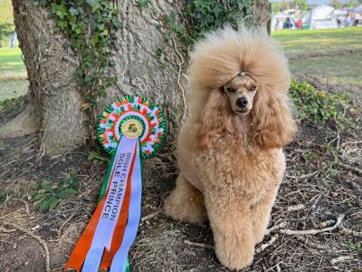 Minature Poodle for stud🧡