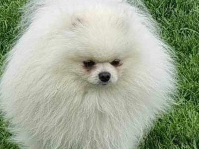 IKC Registered 🇮🇪 'Teddy Bear' Pomeranian puppies 🧸🐻‍❄️ in Laois