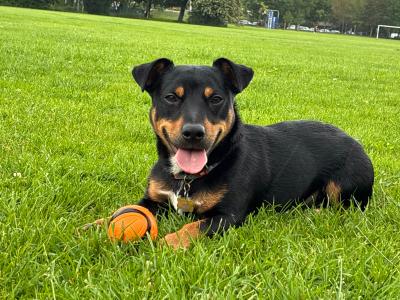 Stunning Irish Black & Tan Miniature Jack Russell