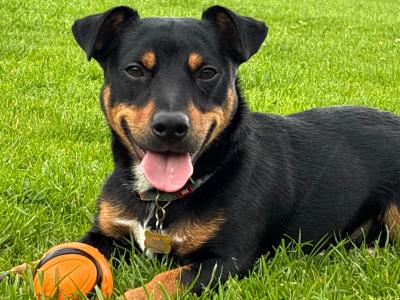 Stunning Irish Black & Tan Miniature Jack Russell for stud in Dublin