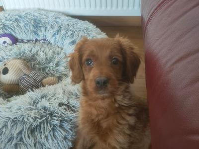 Miniature Cockapoo puppies in Galway