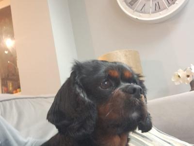 Cavalier King Charles Black and Tan for stud