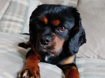 Cavalier King Charles Black and Tan for stud