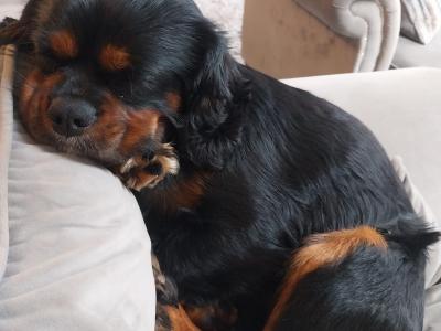 Cavalier King Charles Black and Tan for stud