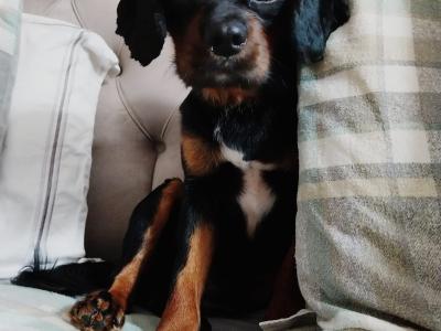 Cavalier King Charles Black and Tan for stud