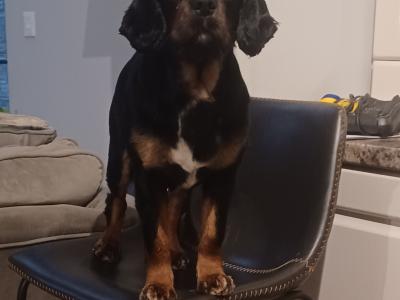 Cavalier King Charles Black and Tan for stud