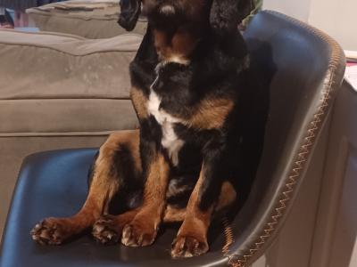 Cavalier King Charles Black and Tan for stud