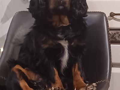 Cavalier King Charles Black and Tan for stud