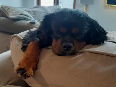 Cavalier King Charles Black and Tan for stud