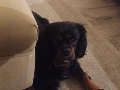 Cavalier King Charles Black and Tan for stud