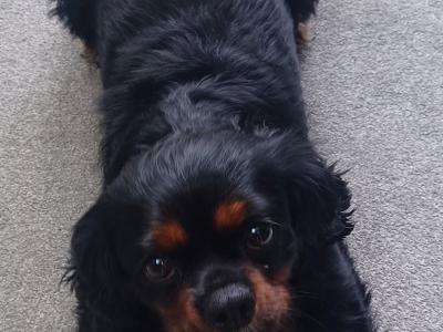 Cavalier King Charles Black and Tan for stud