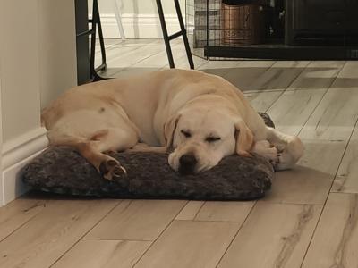 Golden Labrador for stud in Tipperary