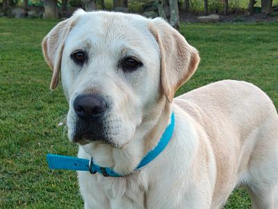 Golden Labrador for stud in Tipperary