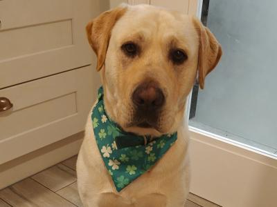 Golden Labrador for stud in Tipperary