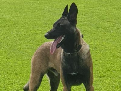 Top Quality Belgian Malinois stud available in Carlow – Kaiser 🔥