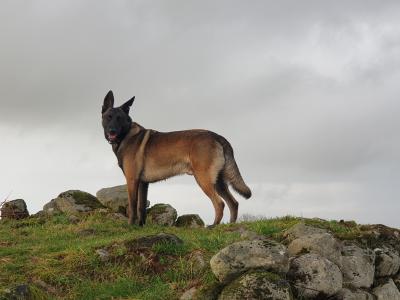 Top Quality Belgian Malinois stud available in Carlow – Kaiser 🔥