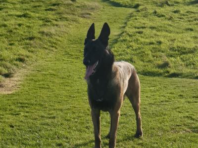 Top Quality Belgian Malinois stud available in Carlow – Kaiser 🔥