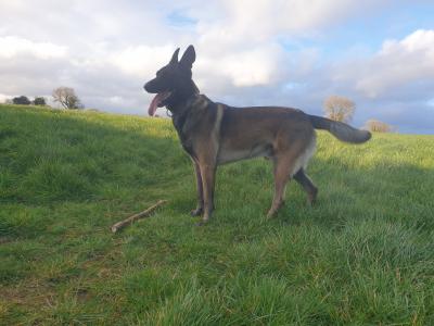 Top Quality Belgian Malinois stud available in Carlow – Kaiser 🔥