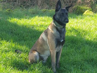 Top Quality Belgian Malinois stud available in Carlow – Kaiser 🔥