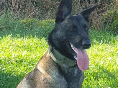 Top Quality Belgian Malinois stud available in Carlow – Kaiser 🔥
