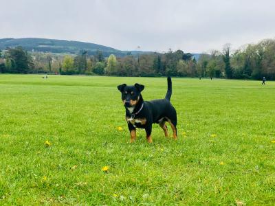 Stunning Irish Black & Tan Miniature Jack Russell for stud in Dublin