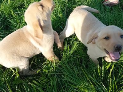 Beautiful Labrador puppies in Waterford
