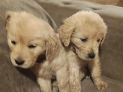 Beautiful purebred IKC Registered (pending) Golden Retriever puppies in Mayo
