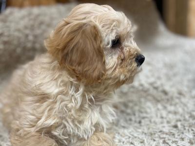 Cavachon puppies 🐶 in Wicklow
