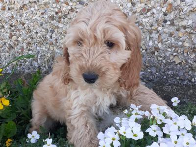 Cockapoo puppies in Wexford