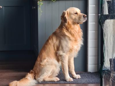 Affectionate Golden Retriever for stud in Dublin
