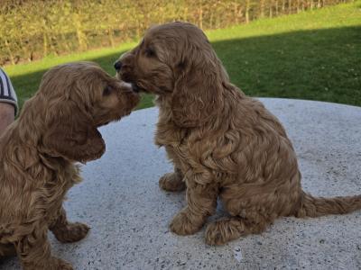 Cockapoo puppies in Wexford