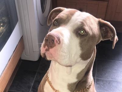 Adult male Bulldog in Limerick