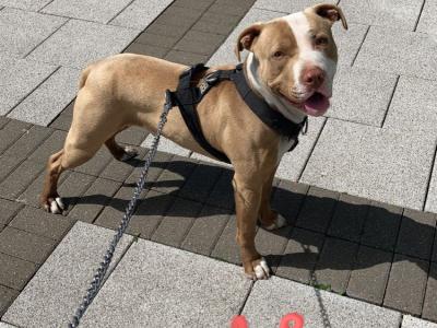 Adult male Bulldog in Limerick