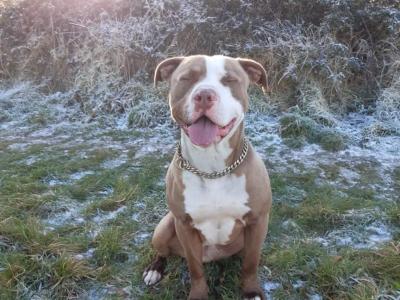 Adult male Bulldog in Limerick
