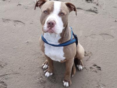 Adult male Bulldog in Limerick