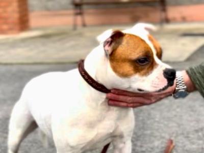 Staffordshire Bull Terrier for stud