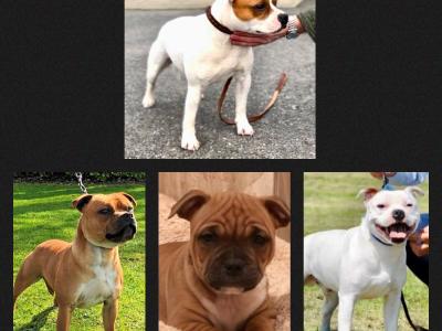 Staffordshire Bull Terrier for stud