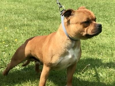 Staffordshire Bull Terrier for stud