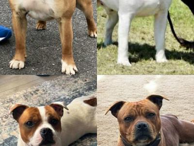 Staffordshire Bull Terrier for stud