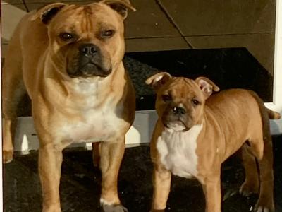 Staffordshire Bull Terrier for stud