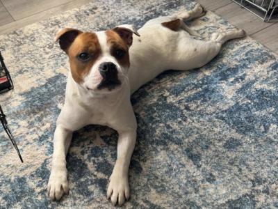 Staffordshire Bull Terrier for stud