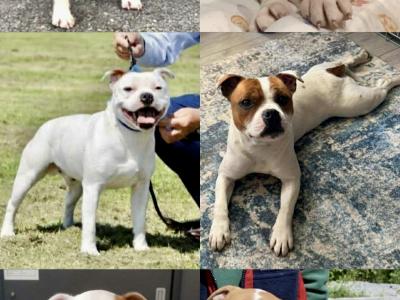 Staffordshire Bull Terrier for stud