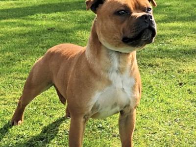 Staffordshire Bull Terrier for stud