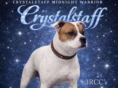 Staffordshire Bull Terrier for stud