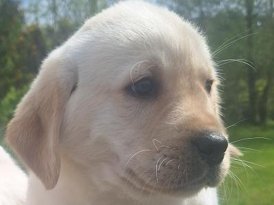 Golden Labrador puppies