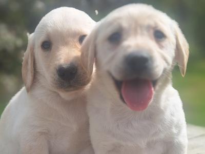 Golden Labrador puppies