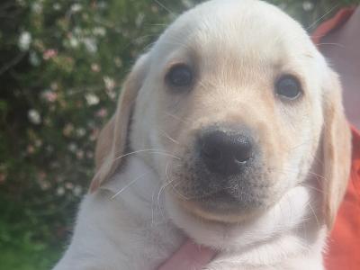 Golden Labrador puppies