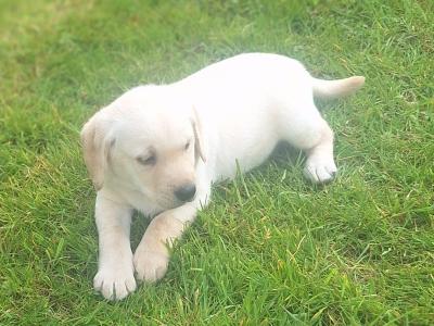 Golden Labrador puppies